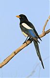 Yellow-billed Magpieborder=